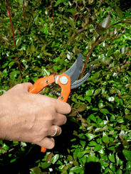 Viticulture, arboriculture - Sécateurs - Sécateur P121-23-F